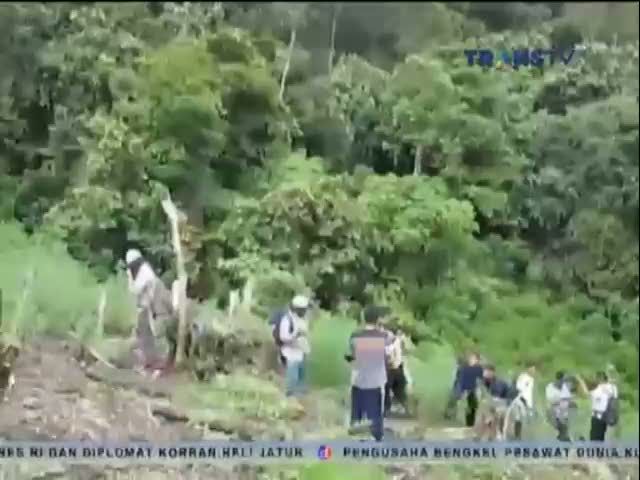 Polisi Temukan 2 Ladang Ganja di Perbukitan
