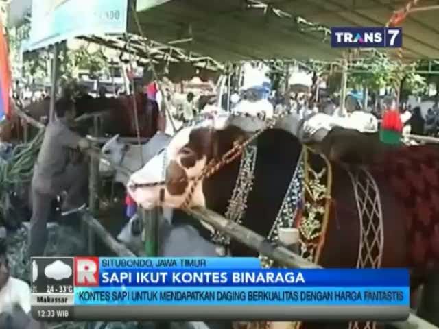 Ratusan Sapi Unggul Ikuti Kontes