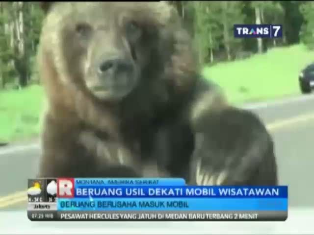 Beruang Usil Dekati Mobil Wisatawan