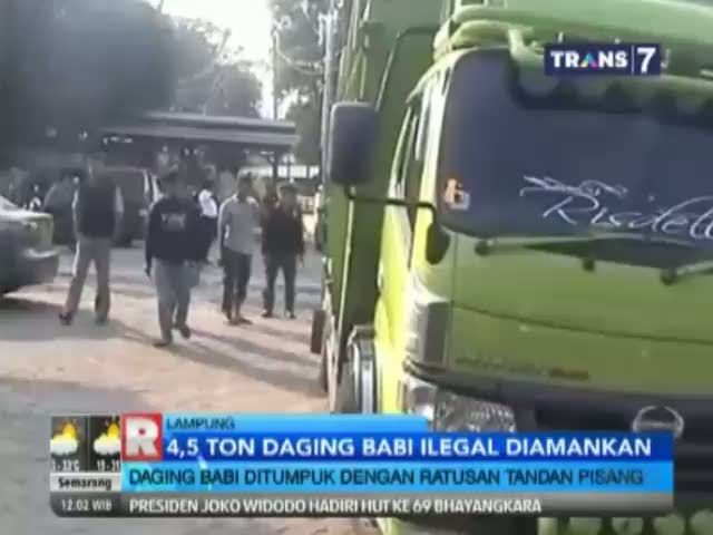 4,5 Ton Daging Babi Ditumpuk Pisang