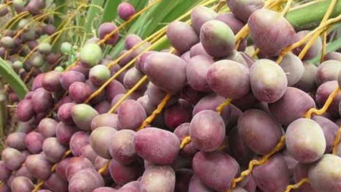 Part 5 - Kunjungan Kebun Kurma Di Madinah