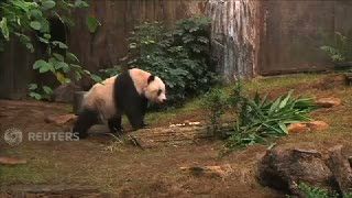 Wow! Ada Panda Tertua Berusia 36 Tahun