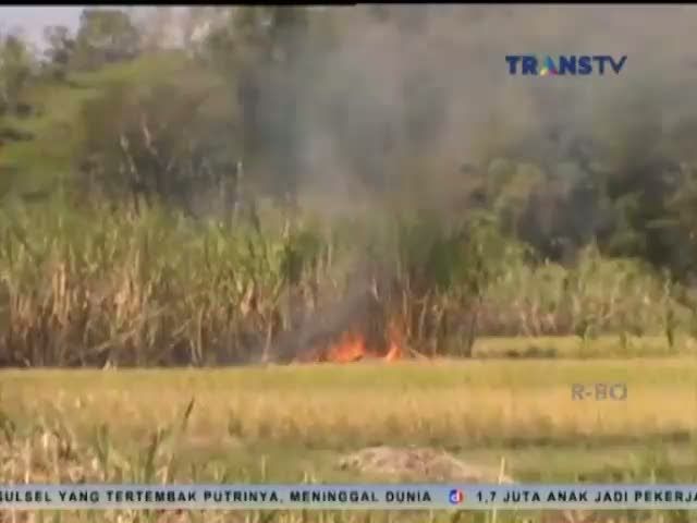 Balon Udara Jatuh, Kebun Tebu Terbakar