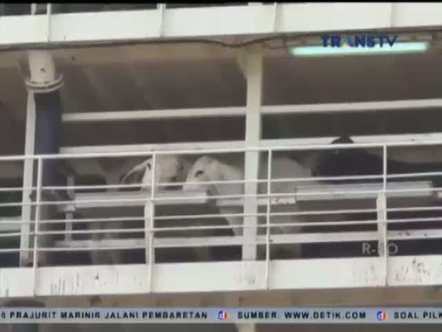 Sapi Impor Diharapkan Memenuhi Kebutuhan Daging
