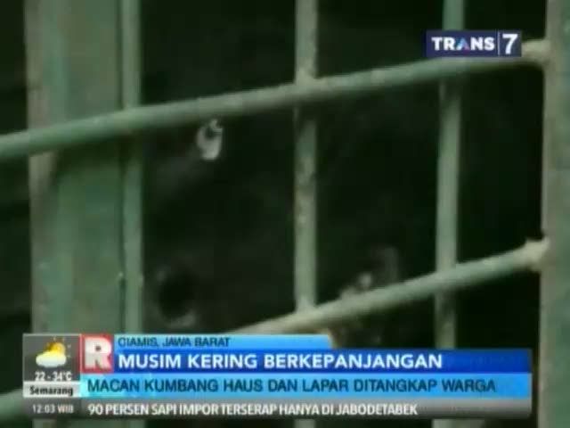 Diduga Kehausan, Macan Kumbang Turun ke Pemukiman Warga