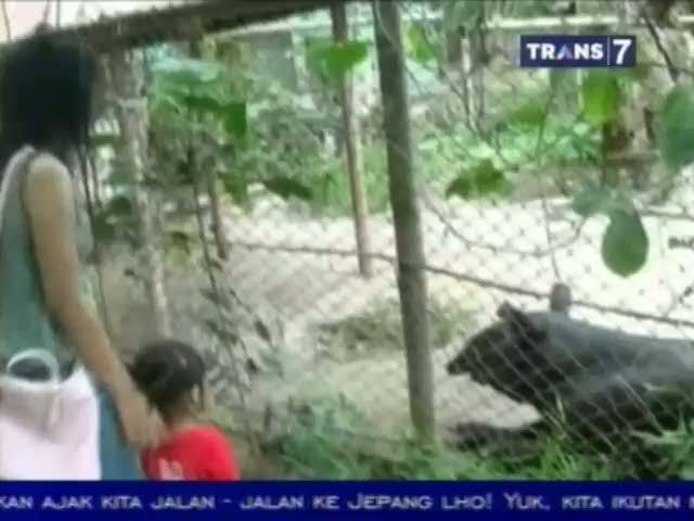 Bayi Tapir Lahir di Kebun Binatang Jambi