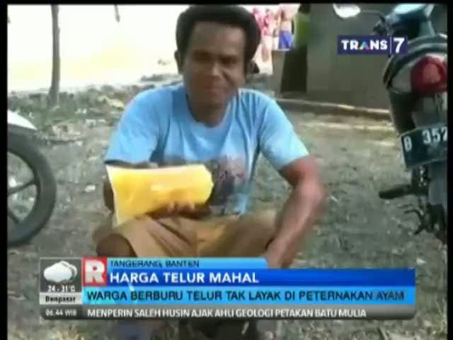 Warga Berburu Telur  Tak Layak di Peternakan Ayam
