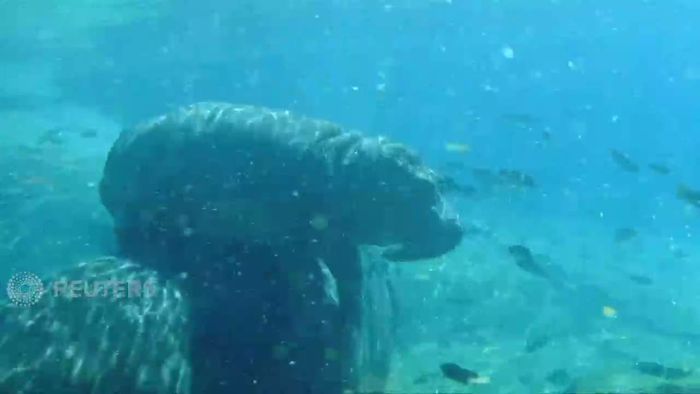 Lucunya, Gaya Bayi Kuda Nil Kalau Sedang Berenang