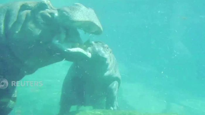 [Morning Friends] Lucunya Bayi Kuda Nil Yang Berenang