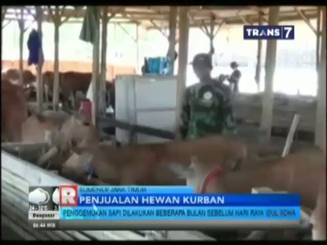 Penggemukan Hewan Qurban 