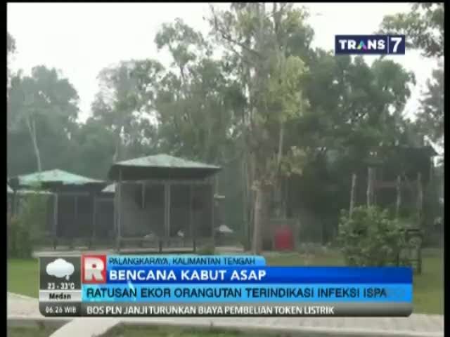 Ratusan Ekor Orangutan Terindikasi Infeksi ISPA