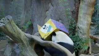 Wow, Ulang Tahun Seekor Panda Raksasa Dirayakan