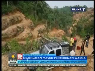 Seekor Orang Utan Sumatera Masuk Perkebunan Warga 