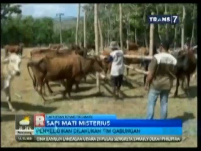 Puluhan Sapi Mati Misterius, Hati-hati Memilih Hewan Kurban 