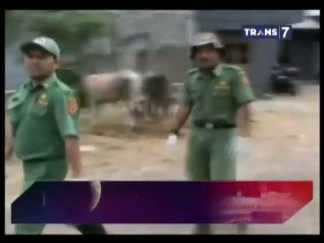 Waspadai Sapi Berpenyakit Kulit 