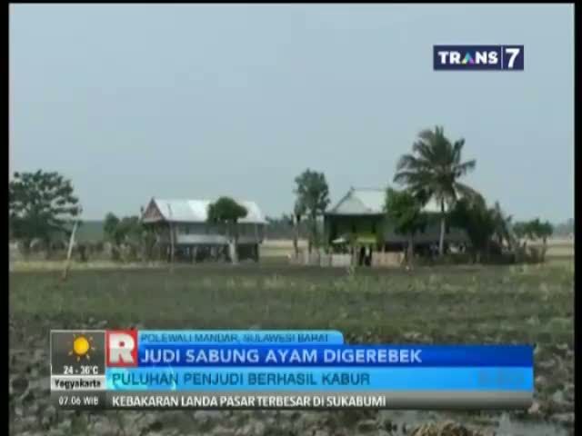 Puluhan Penjudi Sabung Ayam Kocar Kacir Digerebek Polisi