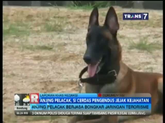 Anjing Pelacak, Si Pintar Pengendus Jejak Kejahatan 