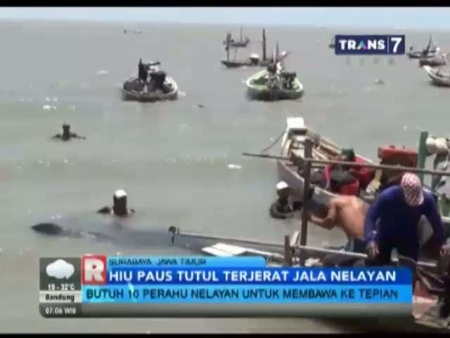 Hiu Paus Tutul Akhirnya Mati Terjerat Jala Nelayan 