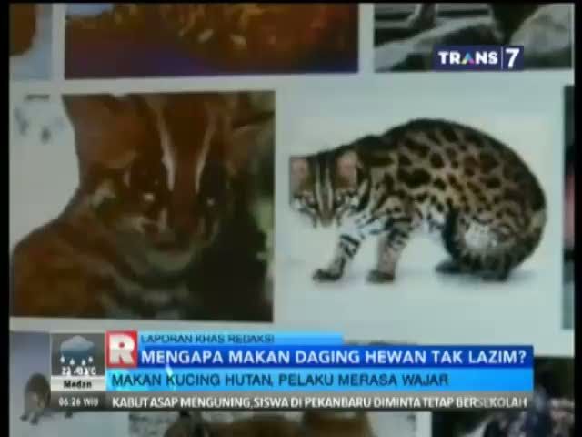 Makan Hewan Liar Timbulkan Penyakit