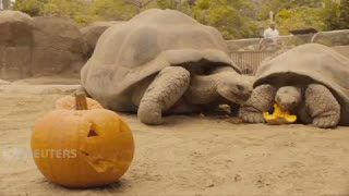 Kura-kura di Kebun Binatang Merayakan Hallowen