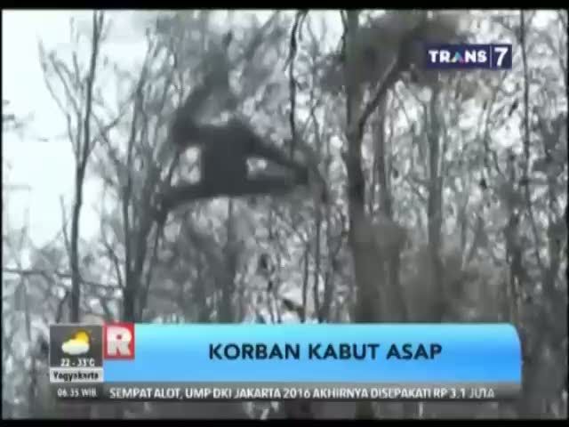 Evakuasi Seekor Orang Utan Betina 