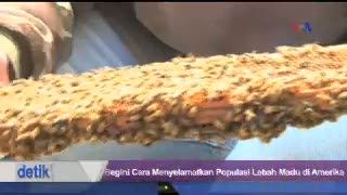 Begini Cara Menyelamatkan Populasi Lebah Madu di Amerika