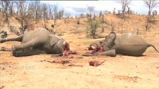 Sadis ! 23 Gajah Mati Karena Racun Sianida