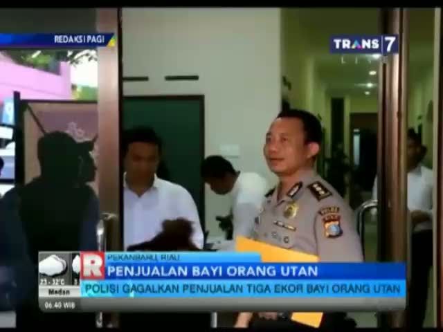 Polisis Gagalkan Komplotan Penjual Bayi Orang Utan