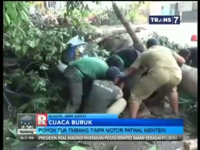 Pohon Tua di Halaman Balkot Bogor Tumbang