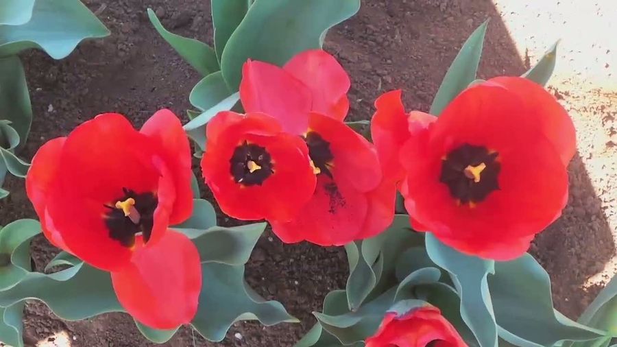 Antusiasme Warga di Festival Tulip Victoria