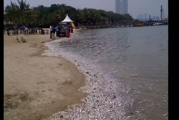 Jutaan Ikan Mati di Pantai Ancol Telah Dibersihkan Polda Metro Jaya