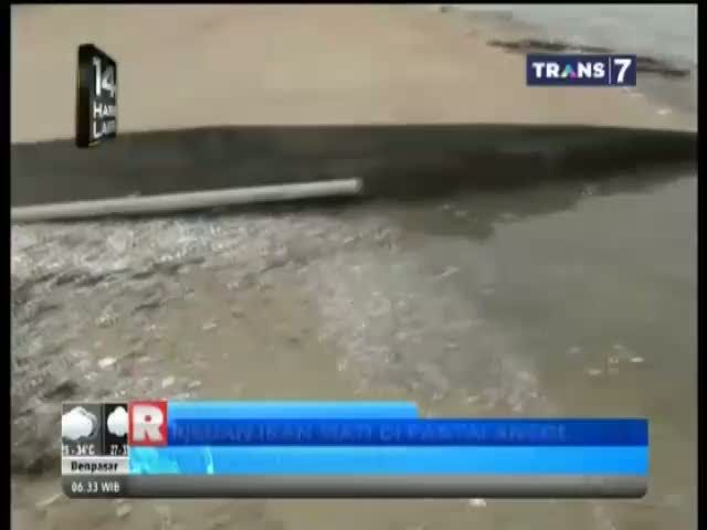 Ribuan Ikan Mati di Pantai Ancol
