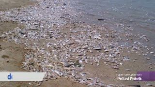 Kata Ahok Ikan Mati di Ancol Kemungkinan Karena Tercemar Polusi Pabrik