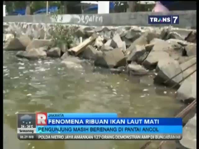 Pantai Ancol Berbau Busuk dan Berbuih