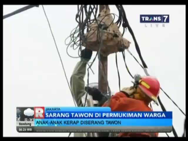 Sarang Tawon Liar Meresahkan Warga