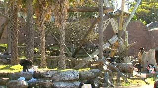 Penghuni Kebun Binatang di Sydney Berpesta