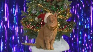 Lucunya Para Kucing Nyanyikan Lagu Natal