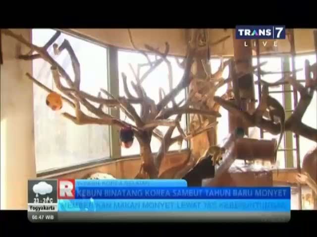 Sebuah Kebun Binatang Di Korea Selatan Bersiap Merayakan Tahun Monyet 