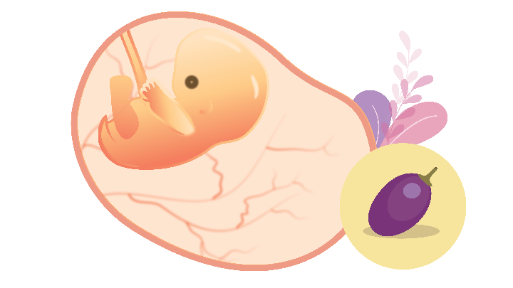 kehamilan