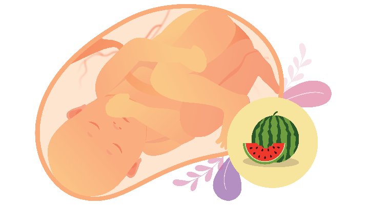 kehamilan