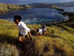 Ini Dia Dua Perusahaan Swasta Pengelola Bisnis TN Komodo, Pengganti Flobamor