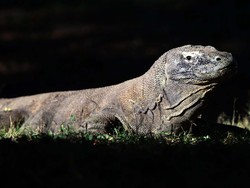 3 Kegaduhan Flobamor di TN Komodo yang kini Mundur