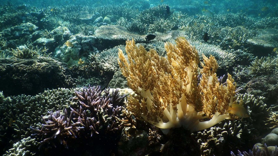 Keindahan Bawah Laut Taman Nasional Komodo Taman Nasional Komodo terkenal akan kecantikan alamnya. Bukan hanya komodo yang bisa dilihat di pulau tersebut. Para wisatawan juga bisa menikmati keindahan bawah lautnya.