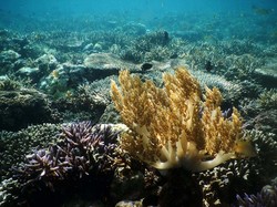 Bukan Planet Lain, Kehidupan Alien Kini Dicari di Bawah Laut