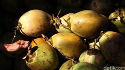 Bukan Bau, Ini Alasan Buah Kelapa Dilarang Dibawa Saat Naik Pesawat