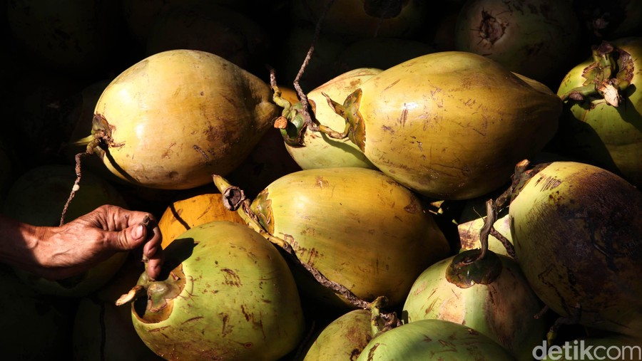 Penjual Kelapa Panen Rezeki Permintaan terhadap buah kelapa meningkat. hal ini dikarenakan buah kelapa banyak digunakan sebagai bahan minuman untuk berbuka puasa.