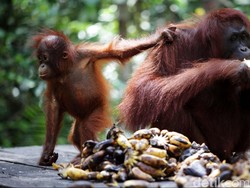 Kondisi Geografis Pulau Kalimantan Berdasarkan Peta, Sudah Tahu?