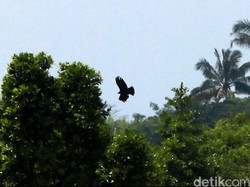 Jika Manusia Tidak Ada, Bumi Didiami Para Raksasa
