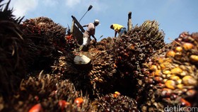 Laba Sampoerna Agro Turun Akibat Anjloknya Harga CPO
