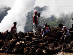 Ada PalmCo, Petani Sawit Pesan Begini